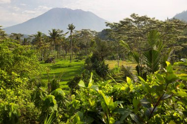 Kırsalda pirinç tarlaları