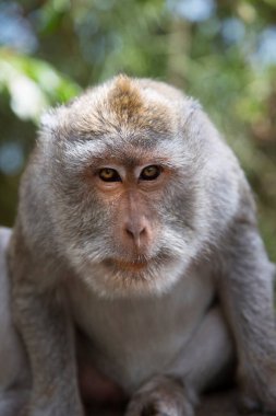 Yengeç yiyen ya da uzun kuyruklu macaque, Macaca fascicularis, bölgeyi rahatça gözlemliyor.