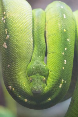 Yeşil bir yılana yakın çekim