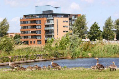 Parktaki ördek sürüsü.