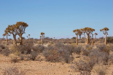 Titrek ağaçlar veya Kokerboom ormanı, Aloidendron ikilemi, Karoo bölgesinin tipik ıssız kayalık çöl manzarası ve Nothe Cape
