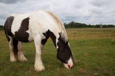 Serbestçe dolaşan vahşi Konik Atı