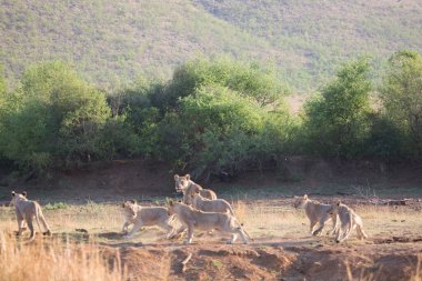Ormandaki bir grup genç aslan.