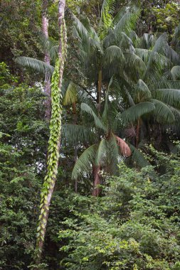 Ormandaki bir ağacın yeşil yaprakları