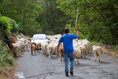Yolda yürüyen koyun ve keçi sürüsü