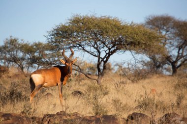 Yaygın tsessebe veya sassaby, Damaliscus lunatus, alt türler lunatus, kuru çayırlarda otlayan