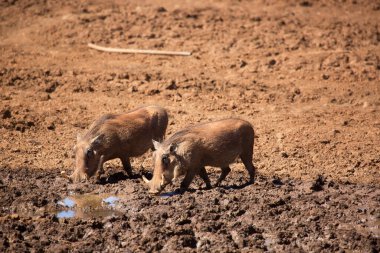 Yaygın yaban domuzu, Phacochoerus africanus