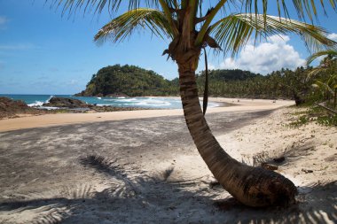 Terkedilmiş ve el değmemiş tropikal sahilde palmiye ağaçları ve kum