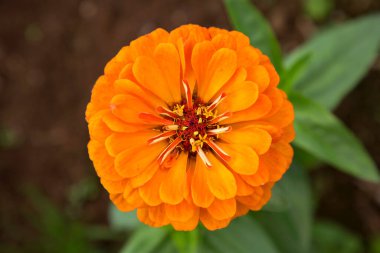 Bulanık arkaplanda sarı çiçek, yakın plan.