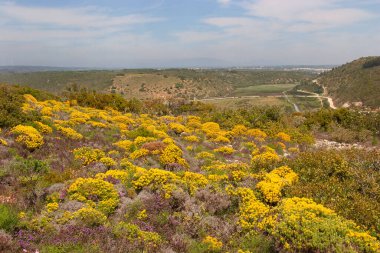 Tipik engebeli dağlık yaban hayatı coşkulu bir şekilde çiçek açan süpürgeyle ovalıyor.