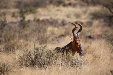 Yaygın tsessebe veya sassaby, Damaliscus lunatus, alt türler lunatus, kuru çayırlarda otlayan