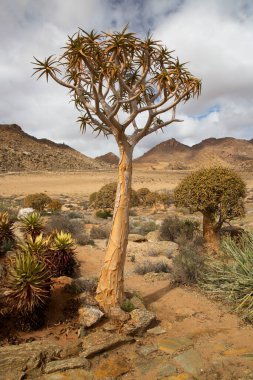 Titrek ağaçlar veya Kokerboom ormanı, Aloidendron ikilemi, Karoo bölgesinin tipik ıssız kayalık çöl manzarası ve Nothe Cape