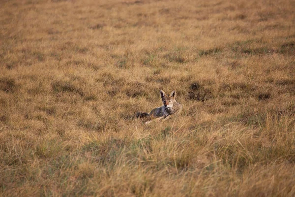 Group Young Fox Meadow — Stock Photo, Image