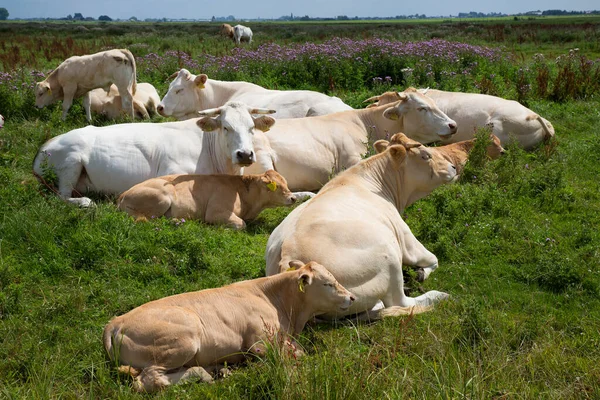 Çayırda otlayan inekler.