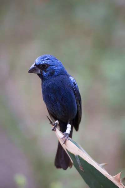 Belo Pássaro Azul Empoleirado Uma Folha — Fotografia de Stock