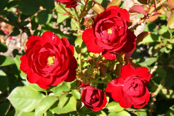 Yeşil yapraklı ve çiçekli güzel arkaplanlı kırmızı güller..