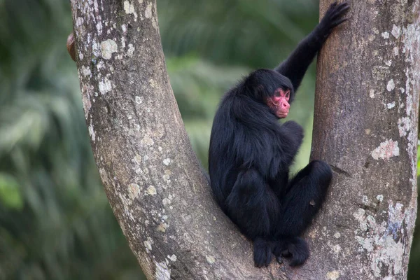 Μαϊμού Στη Ζούγκλα Φυσικός Βιότοπος — Φωτογραφία Αρχείου