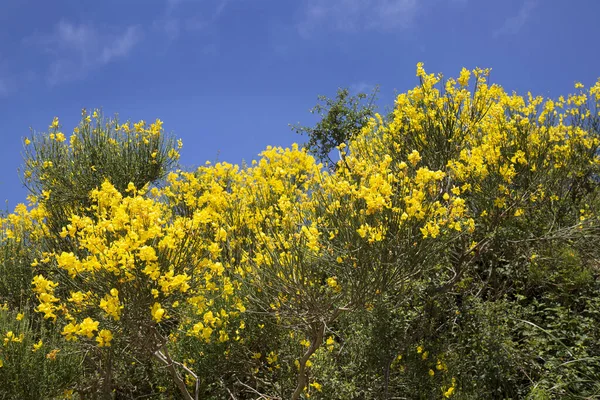 Çiçek açan sarı kolza tohumu çalıları gün ışığında 