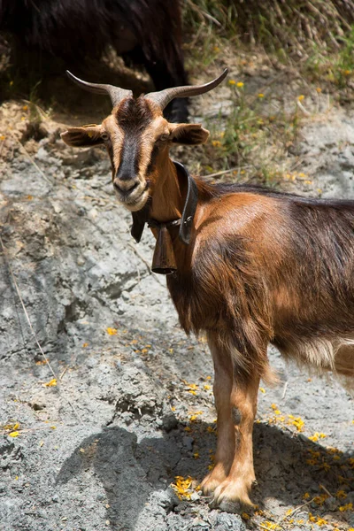 Cute Mountain Goat Standing Rock — Stock Photo, Image
