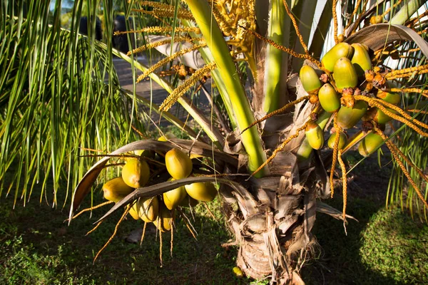 Palmboom Met Groeiend Fruit Zonlicht — Stockfoto