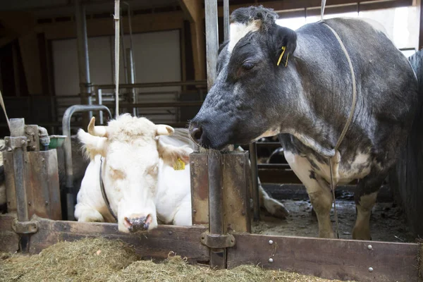 Primer Plano Una Vaca Blanca Marrón Granero — Foto de Stock