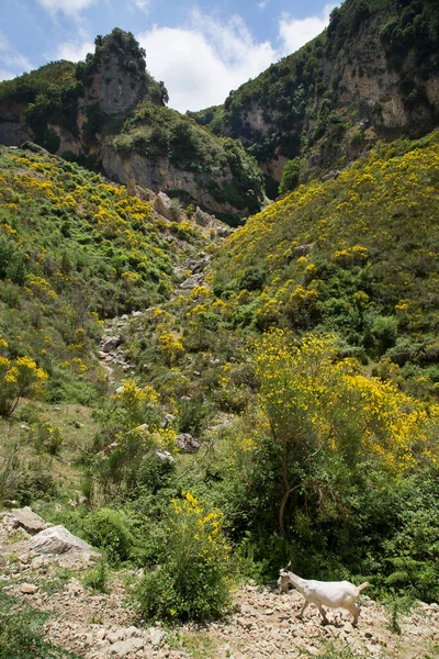 Paisagem Rural Com Flores Florescendo Entre Montanhas Sicília — Fotografia de Stock