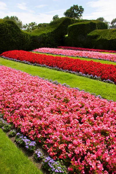 Belle Pelouse Avec Des Rangées Fleurs Fleurs — Photo