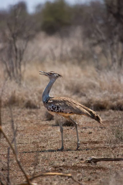 Kori Bustard, Ardeotis Kori, savanada yürüyerek yiyecek arıyor.