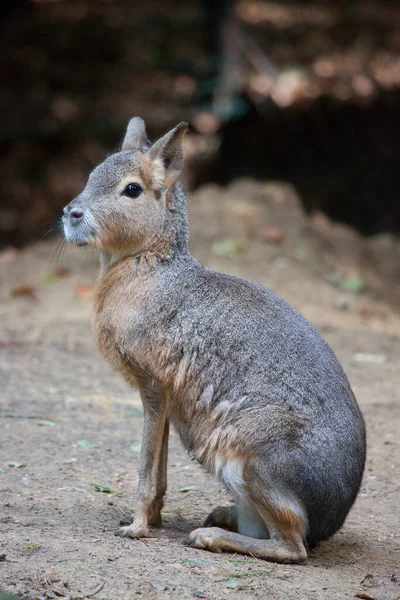 Een Close Shot Van Een Schattige Kangoeroe — Stockfoto