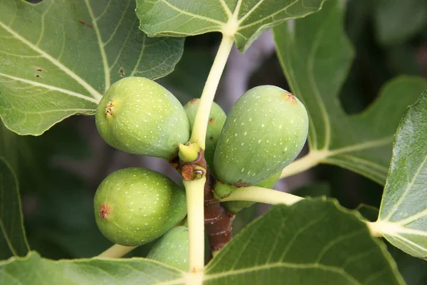 Kilka Zielonych Winogron Drzewie — Zdjęcie stockowe