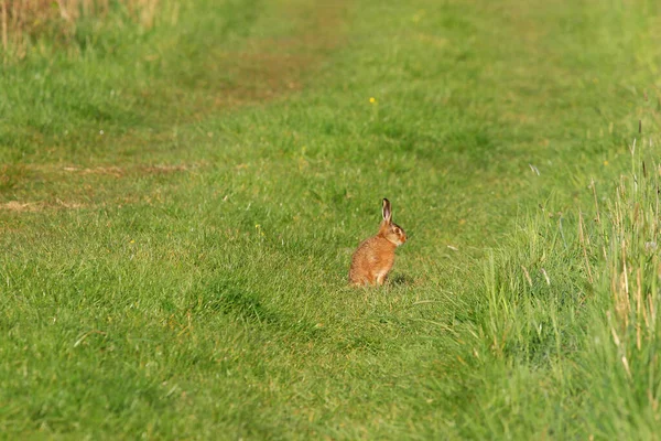 Young Brown Haired Rabbit Grass — Stock Photo, Image