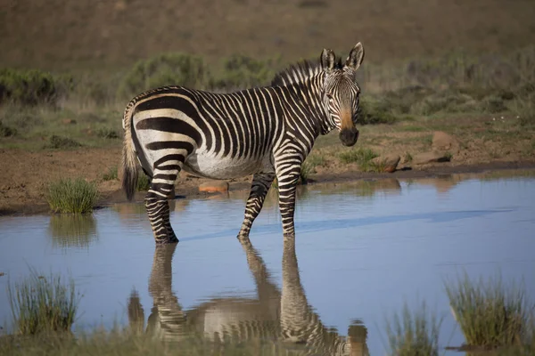 Zebra Etosha Nemzeti Parkban — Stock Fotó