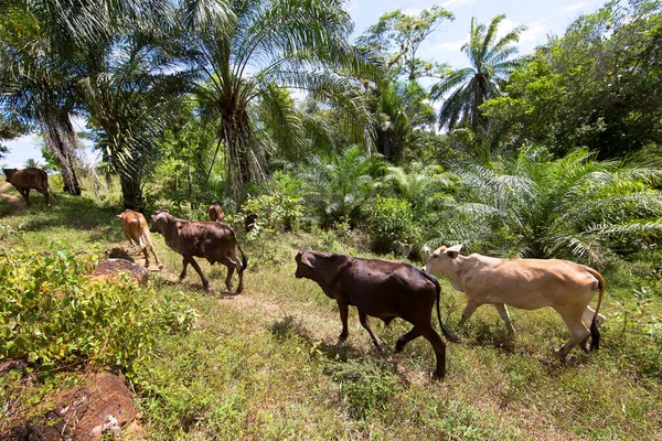 Vaches Broutant Dans Scène Tropicale Verte — Photo