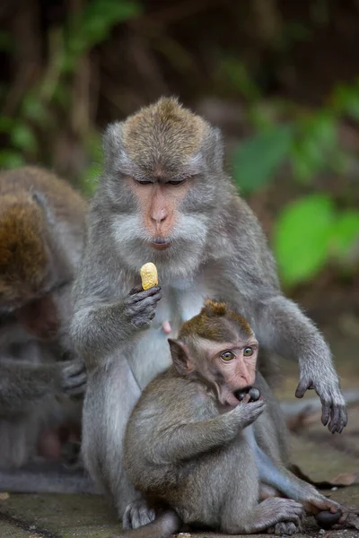 Primer Plano Mono Macaco Lindo — Foto de Stock