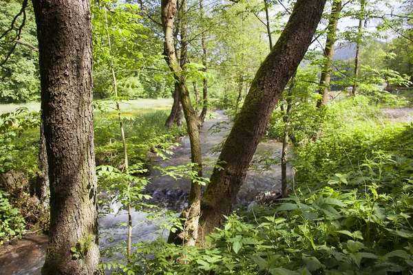 Hermosa Vista Del Bosque —  Fotos de Stock