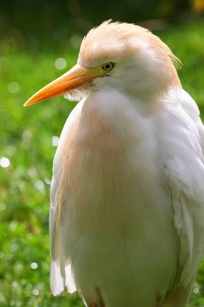 Koereiger Aigrette Des Bovins Bubulcus Ibis — Photo