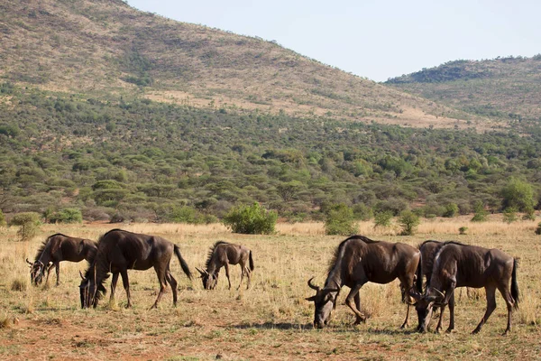 Wildebeest Στη Σαβάνα Της Κένυα — Φωτογραφία Αρχείου