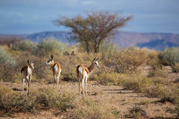 Springfield, Antidorcas Marsupialis, çölün kuru otlaklarında yürüyor ve otluyor.