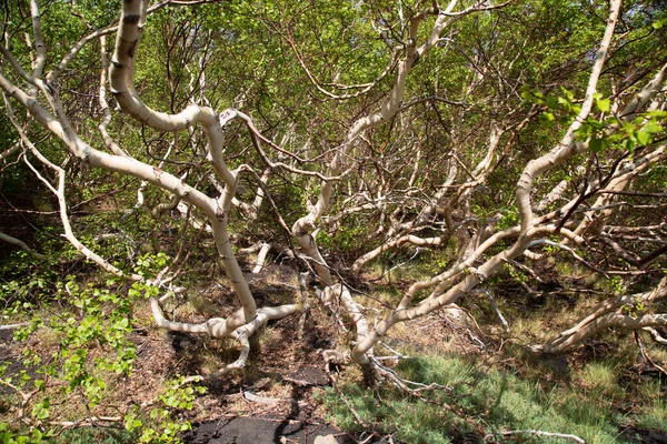 Dağlarda çekilen güzel orman yeşilliği