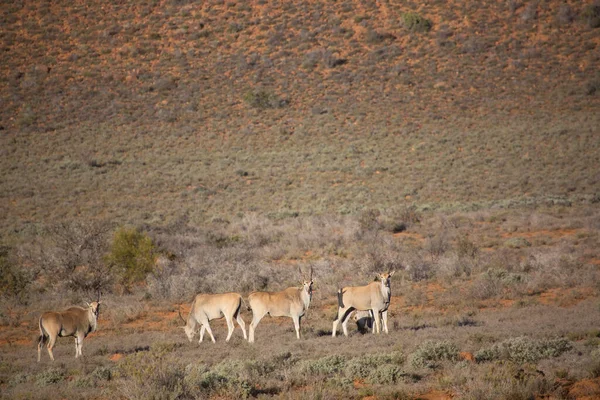 Büyük Kudu, yayılım gösterir: strepsiceros
