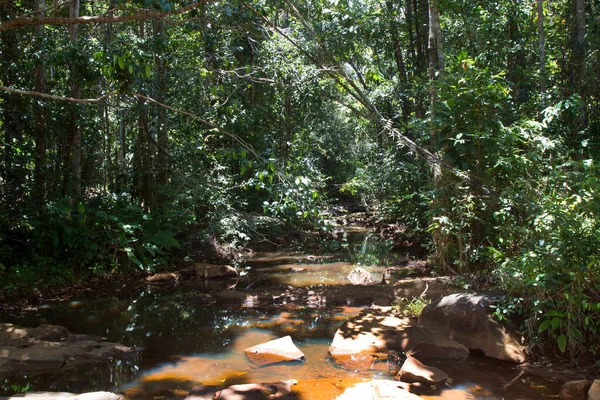 Ormanın güzel manzarası