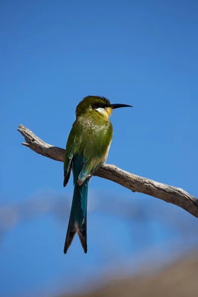 Devorador Abelhas Merops Hirundineus — Fotografia de Stock