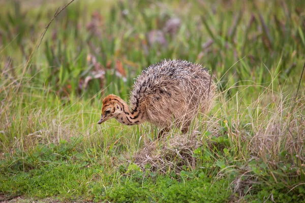 Close Pintinho Avestruz Comum Struthio Camelus Campo Grama — Fotografia de Stock