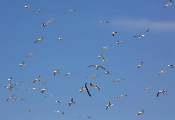 Bandada Gaviotas Volando Cielo — Foto de Stock