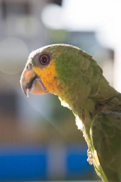 Melihat Satu Burung Tropis Habitat Alami — Stok Foto