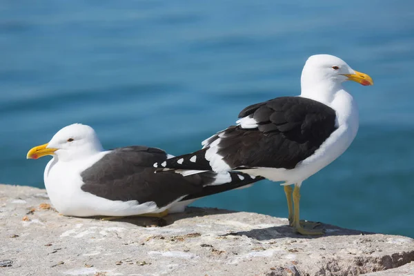 Yakın plan Cape ya da Kelp martı Larus Dominicanus, kayanın üzerinde duruyor.