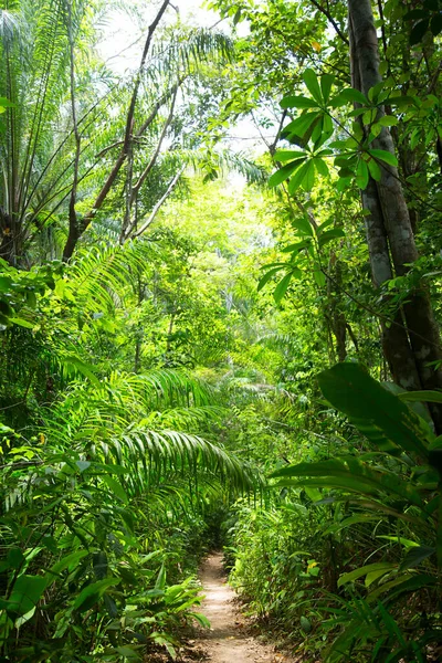 Güzel botanik çekimi, tropik yeşillik