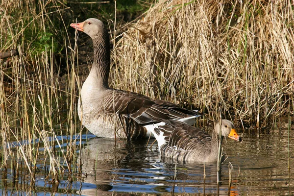 Närbild Bild Ung Manlig Gräsänder Som Står Sjö — Stockfoto