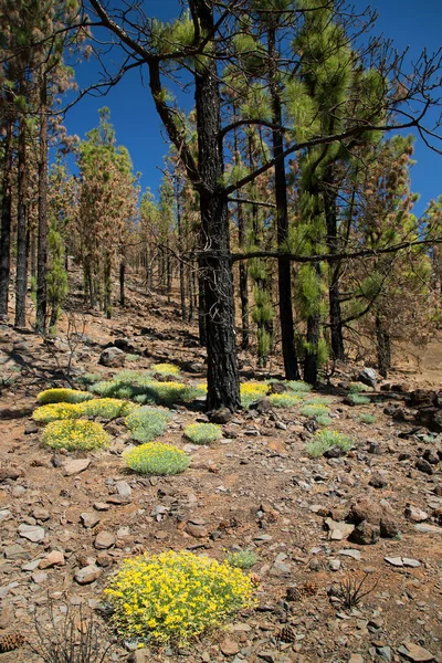 Parlak güneş ışığında subtropikal orman sahnesi