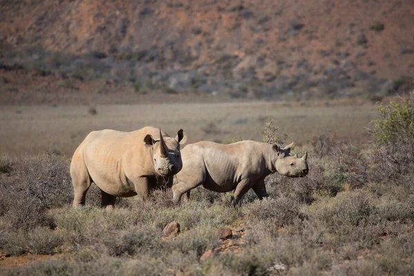 Kara gergedan, Diceros bicornis, Karoo çölü vadisinde alçak çalılıklarda yürüyor.